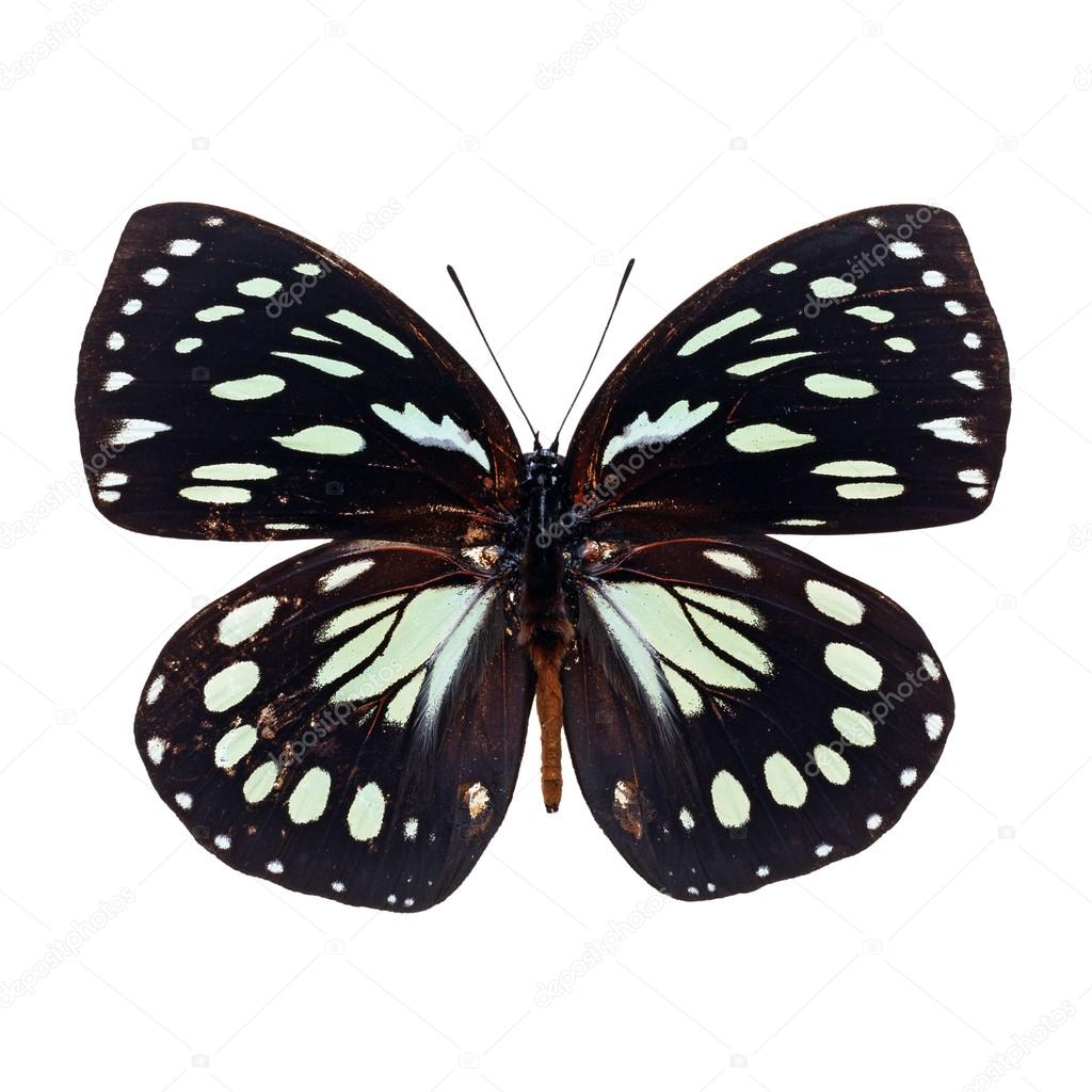 Black and white butterfly