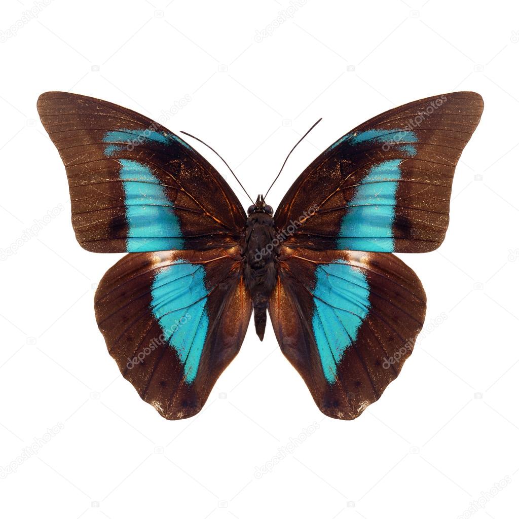 brown and blue butterfly