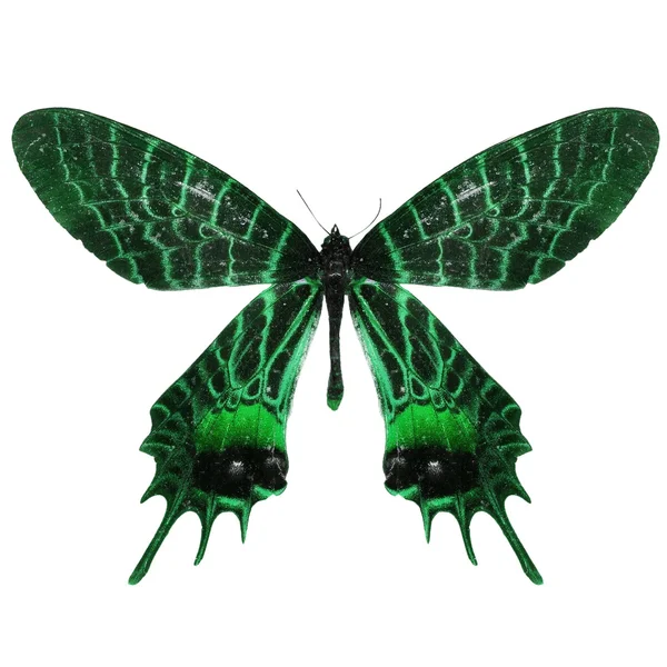 Zelený motýlek — Stock fotografie
