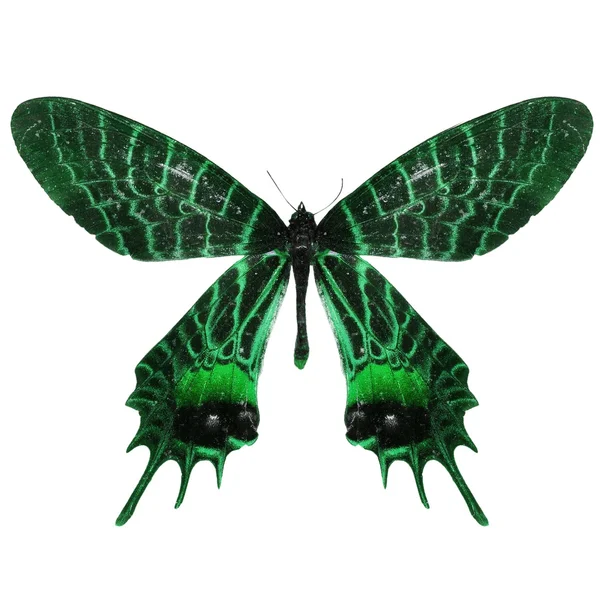 Mariposa verde —  Fotos de Stock