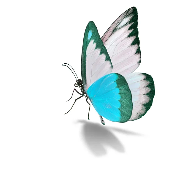 Blauwe en witte vlinder — Stockfoto