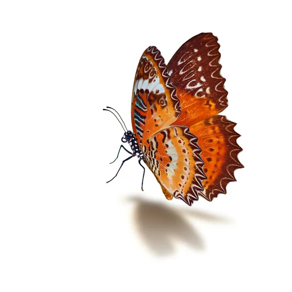 Mariposa naranja — Foto de Stock