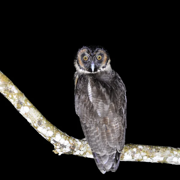 Gufo di legno marrone — Foto Stock