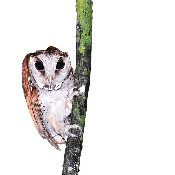 Oriental bay owl — Stock Photo, Image