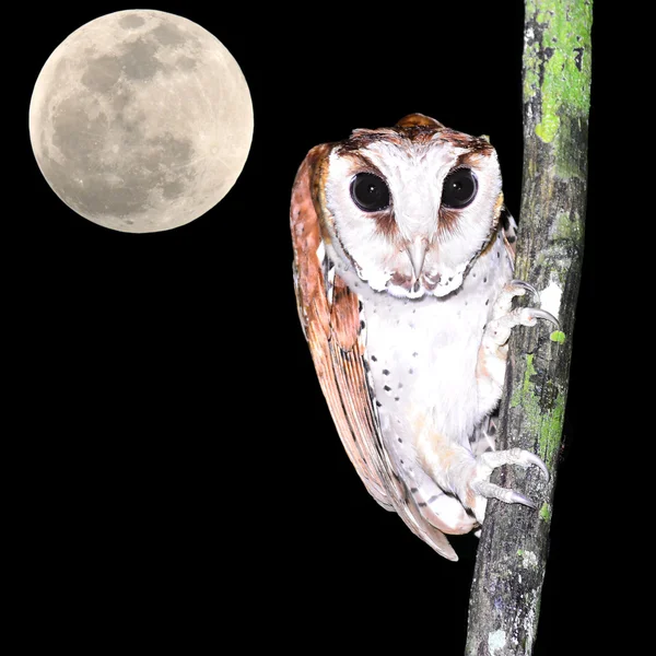 Oriental bay owl — Stock Photo, Image