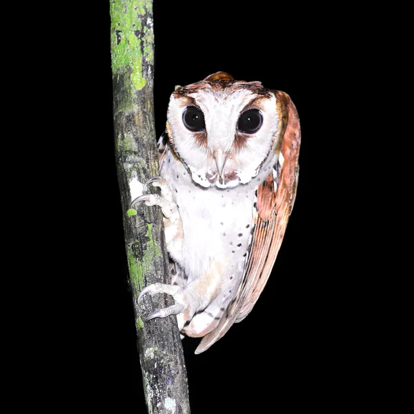 Keleti bay owl — Stock Fotó