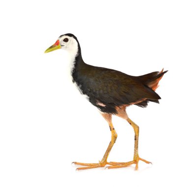 Ak göğüslü Waterhen kuş