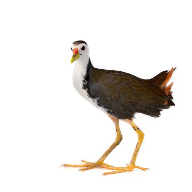 Ak göğüslü Waterhen kuş