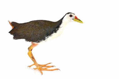 Ak göğüslü Waterhen kuş