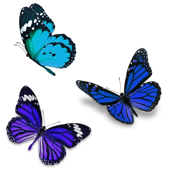 Drei bunte Schmetterlinge — Stockfoto