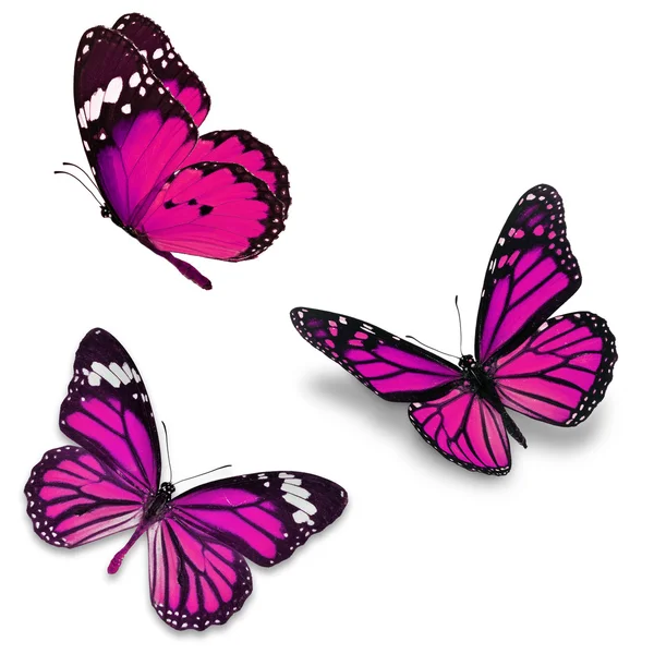 三个粉色蝴蝶 — 图库照片