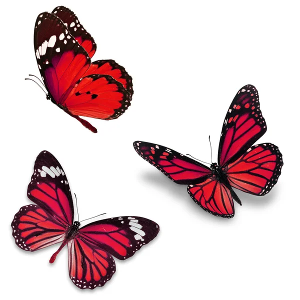 Tres mariposas rojas — Foto de Stock