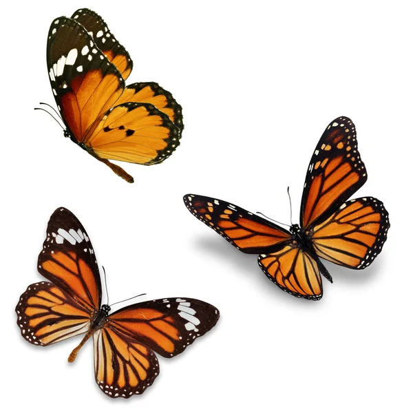 Tres mariposas monarca — Foto de Stock