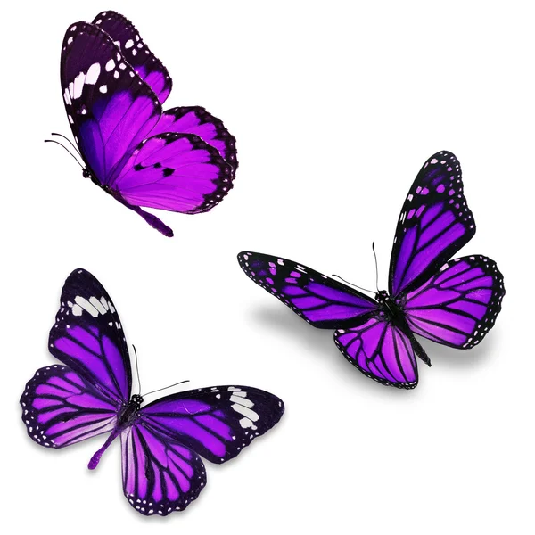 Three purple butterfly — Stock Photo, Image