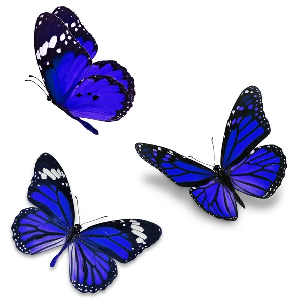 Tři modré motýl — Stock fotografie