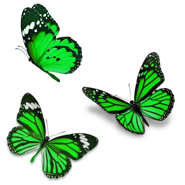 Tres mariposas verdes — Foto de Stock