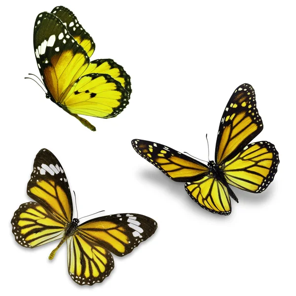 Três borboleta amarela — Fotografia de Stock