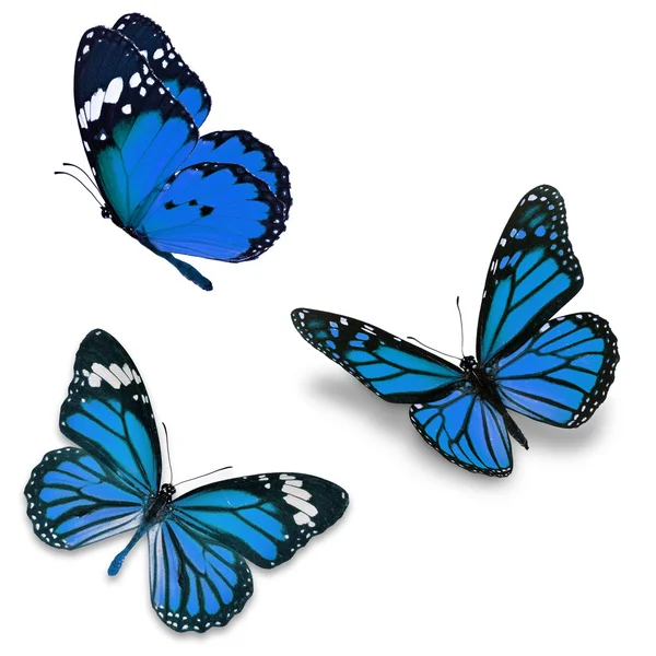 Three blue butterfly — Stock Photo, Image