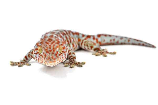 Gecko — Stock fotografie