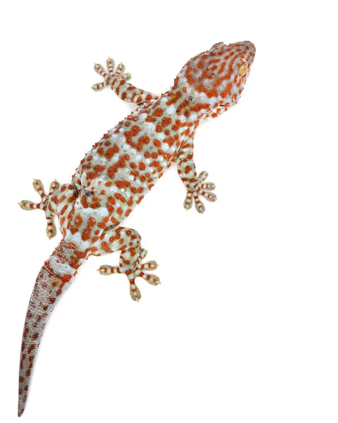 Gecko — Stock fotografie