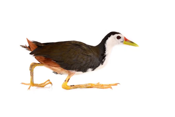 Fehérmellű Waterhen madár — Stock Fotó