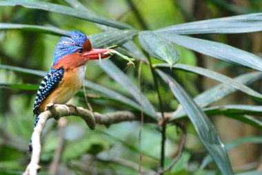 şeritli kingfisher