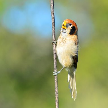 Spot göğüslü parrotbill