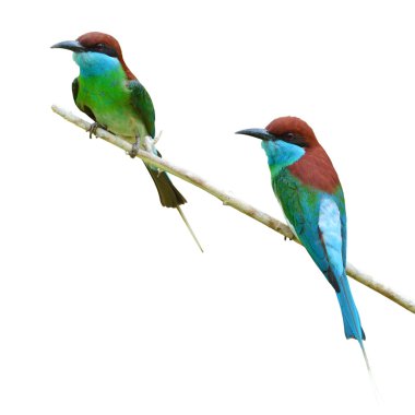 Arı kuşugiller kuş mavi boğazlı