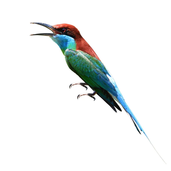 Niebieski perlisty Bee eater — Zdjęcie stockowe