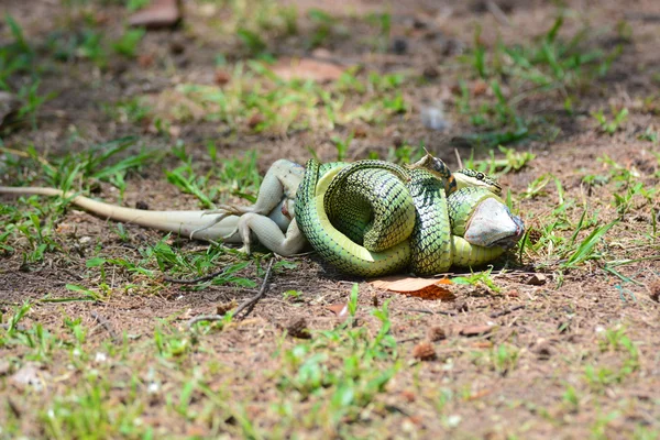 Serpent doré — Photo