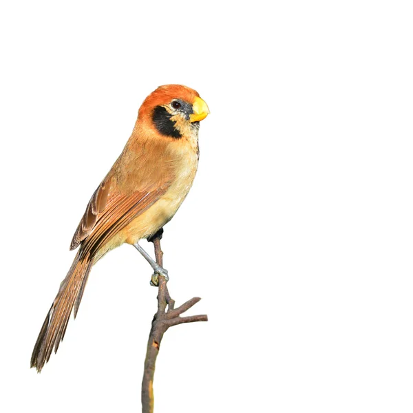 Parrotbill à poitrine tachetée — Photo