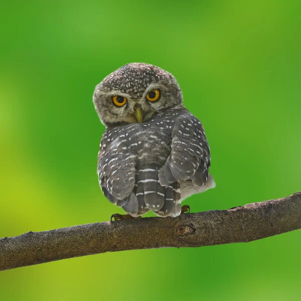 더럽혀진된 owlet — 스톡 사진