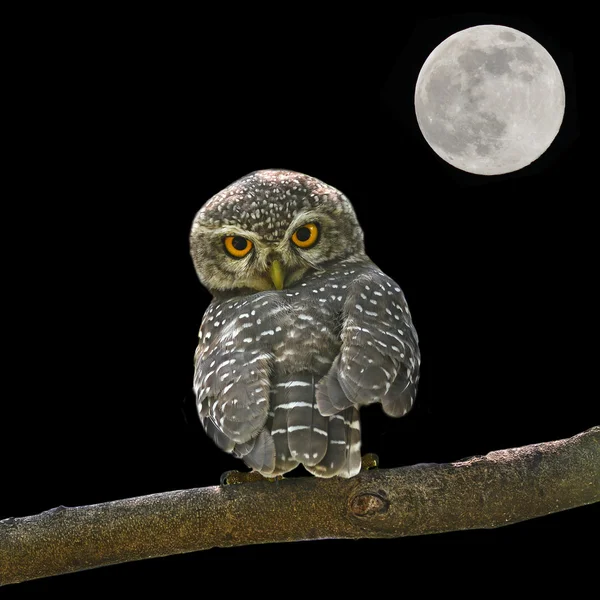 더럽혀진된 owlet — 스톡 사진