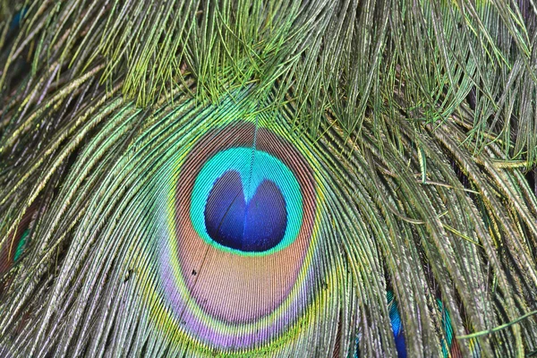 Piume di pavone verde — Foto Stock