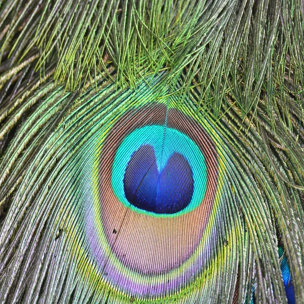 Green Peacock feathers — Stock Photo, Image