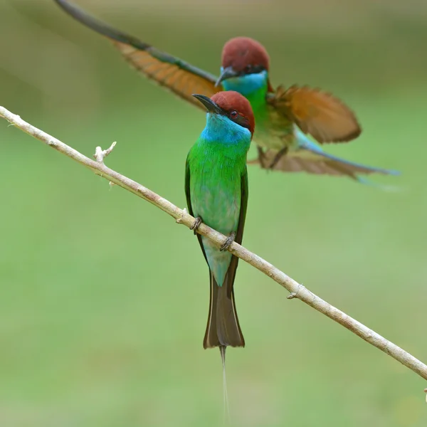 Oiseau mangeur d'abeilles à gorge bleue — Photo