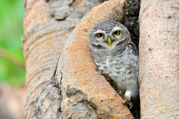 Gefleckte Eule — Stockfoto