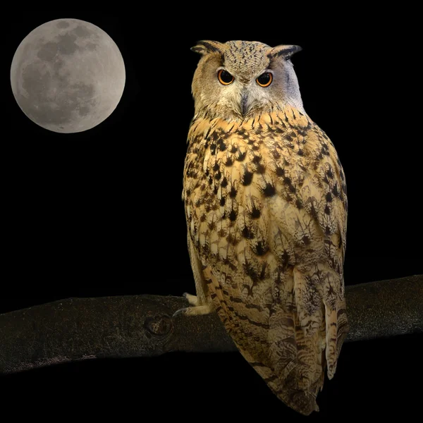 Eagle owl — Stock Photo, Image