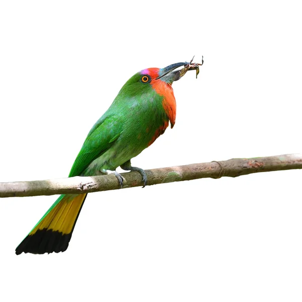 Żołna brodaty czerwony ptak — Zdjęcie stockowe