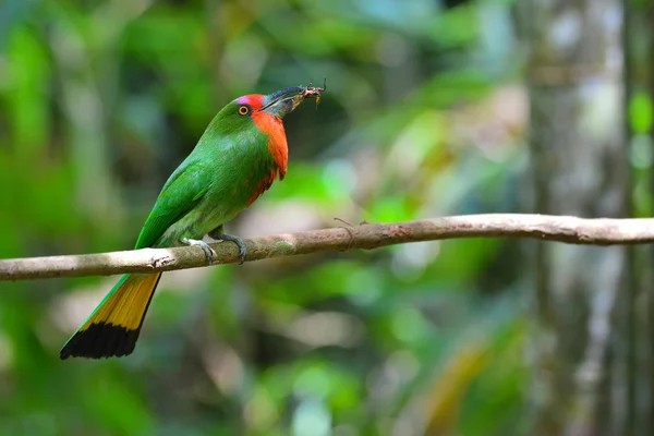 Red-bearded Bee-eater bird — Stock Photo, Image