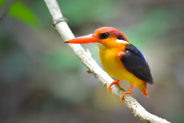 Kingfisher à dos noir — Photo