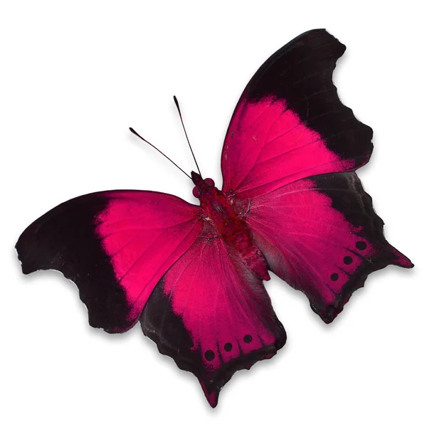 Roze vlinder — Stockfoto