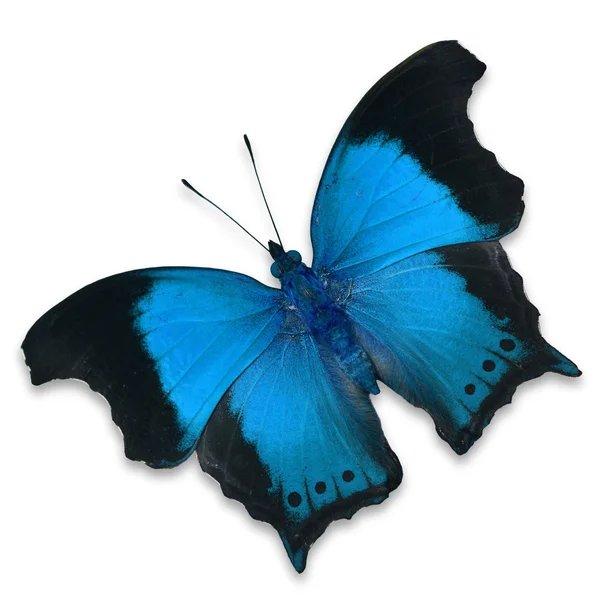 Blauer Schmetterling — Stockfoto