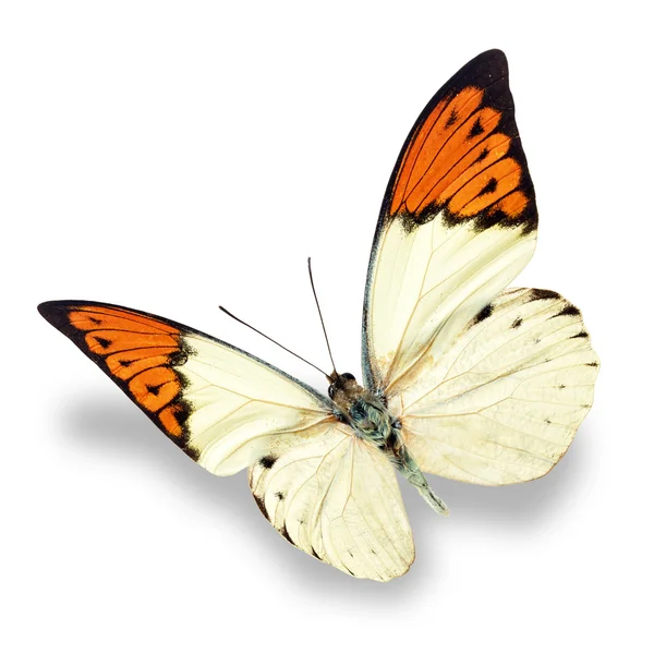 Wit en oranje vlinder — Stockfoto
