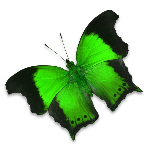 Green butterfly — Stock Photo, Image