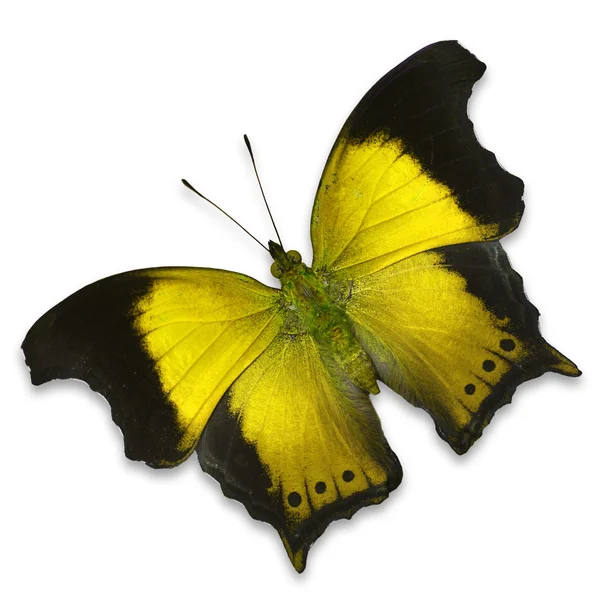 Farfalla gialla — Foto Stock
