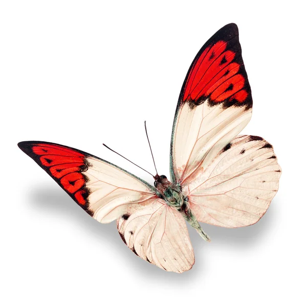 White and red butterfly — Stock Photo, Image