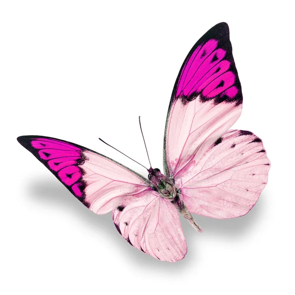 Borboleta branca e rosa — Fotografia de Stock