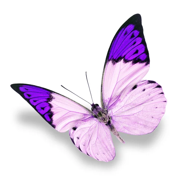 Witte en roze vlinder — Stockfoto