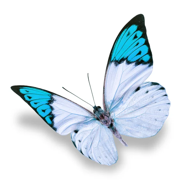 White and blue butterfly — Stock Photo, Image